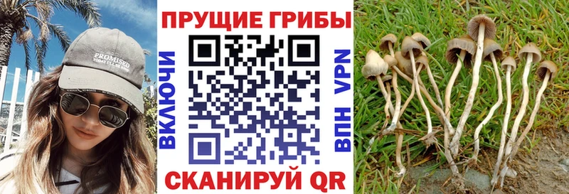 где купить наркотик  Бугуруслан  Галлюциногенные грибы MAGIC MUSHROOMS 